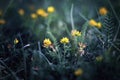 Beautiful atmospheric image of yellow wildflowers in the field.  Common kidneyvetch - anthyllis vulneraria, ladies fingers Royalty Free Stock Photo