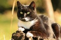 Beautiful atmospheric, motion picture postcard adult young cat with sunny atmosphere mood, ambience