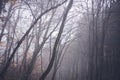 Beautiful atmospheric mystical autumn landscape. Trunks of trees in foggy forest