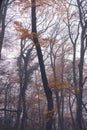 Beautiful atmospheric mystical autumn landscape. Trunks of trees in foggy forest