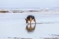 Beautiful attentive German Shepherd female walks through the shallow water
