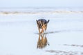 Beautiful attentive German Shepherd female walks through the shallow water