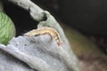 Beautiful and attractive caterpillar on Cemen Pot