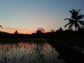 Colourful evining sky with paddy field and water Royalty Free Stock Photo
