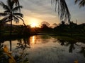 Colourful evining sky with paddy field and water Royalty Free Stock Photo