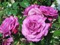 Beautiful Attractive Purple Rose Flowers At The Park Rose Garden