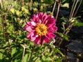Beautiful and attractive shot of large, semi-double, rose pink flowers with golden-yellow stamens of variety of Japanese Anemone