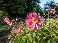 Beautiful and attractive shot of semi-double, rose pink flowers with golden-yellow stamens of variety of Japanese Anemone