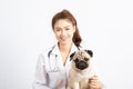 Beautiful Attractive Young Asian Veterinarian Woman smile with dog pug breed at the veterinarian clinic Royalty Free Stock Photo