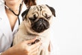 Beautiful Attractive Young Asian Veterinarian Woman using stethoscope checking up the dog pug breed for diagnosis at the veterinar Royalty Free Stock Photo