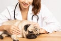 Beautiful Attractive Young Asian Veterinarian Woman using stethoscope checking up the dog pug breed for diagnosis at the veterinar Royalty Free Stock Photo