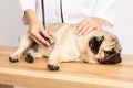 Beautiful Attractive Young Asian Veterinarian Woman using stethoscope checking up the dog pug breed for diagnosis at the veterinar Royalty Free Stock Photo