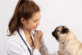 Beautiful Attractive Young Asian Veterinarian Woman using stethoscope checking up the dog pug breed for diagnosis at the veterinar Royalty Free Stock Photo