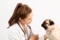 Beautiful Attractive Young Asian Veterinarian Woman using stethoscope checking up the dog pug breed for diagnosis at the veterinar Royalty Free Stock Photo