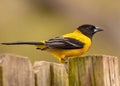 Audubon`s Oriole posing on fence post