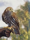 Beautiful Australian Barking Owl & Falconry Gauntlet.