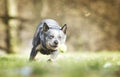 beautiful australian cattle dog puppy running in spring background