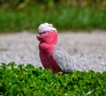 Beautiful Galah bird Royalty Free Stock Photo