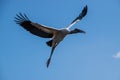 Beautiful Australian Ibis in flight