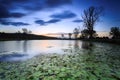 Lily pond at twilight Royalty Free Stock Photo