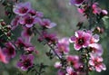 Beautiful Australian native pink tea tree flowers, Leptospermum scoparium