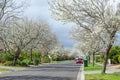 Beautiful Australian neighborhood view with white flowering trees along the road. A residential suburban street. Royalty Free Stock Photo