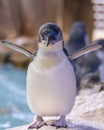 Beautiful Australian penguin standing near the water at Penguin Island, Rockingham, Western Australia Royalty Free Stock Photo