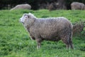 A beautiful Australian sheep with Merino wool Royalty Free Stock Photo