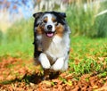 a beautiful australian shepherd dog in the park