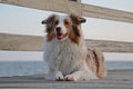 Australian shepherd portrait at the beach Royalty Free Stock Photo