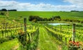 Beautiful Australian Vineyard Royalty Free Stock Photo
