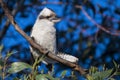 Beautiful Australian White Bird - Kookaburra