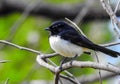 Beautiful Australian Willie Wagtail bird on the branch in the tree