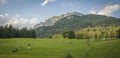 Beautiful austrian alpine landscape, with fresh green meadow in the foreground and grazing cows Royalty Free Stock Photo