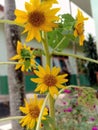 Beautiful autofocus sunflower