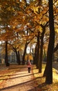 Beautiful autumn alley in the park, oaks with yellow brown leaves