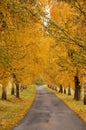 Beautiful autumn alley and road