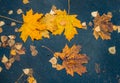 Beautiful autumn atmosphere image. Vivid autumn maple leaves on water backdrop. Fall season background concept