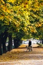 Beautiful autumn background. alley of old maples with yellow leaves