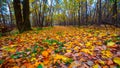 Autumn park glade full of red dry leaves Royalty Free Stock Photo