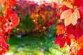 Beautiful Autumn background. Bright colored leaves of maiden grapes Royalty Free Stock Photo