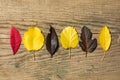 Beautiful autumn background with colored maple leaves on old wooden board. Two maple leaf hanging from the top, flat lay Royalty Free Stock Photo