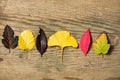 Beautiful autumn background with colored maple leaves on old wooden board. Two maple leaf hanging from the top, flat lay Royalty Free Stock Photo