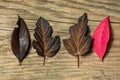 Beautiful autumn background with colored maple leaves on old wooden board. Two maple leaf hanging from the top, flat lay Royalty Free Stock Photo