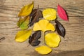 Beautiful autumn background with colored maple leaves on old wooden board. Two maple leaf hanging from the top, flat lay Royalty Free Stock Photo