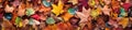 Beautiful autumn background of a colorful array of fallen leaves. Generative AI