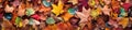 Beautiful autumn background of a colorful array of fallen leaves. Generative AI