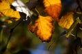 Autumn background with colorful birch leaves on a blurred background Royalty Free Stock Photo