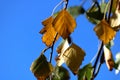 Autumn background with colorful birch leaves on a blurred background Royalty Free Stock Photo