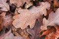 Beautiful autumn background dry fallen oak tree leaves covered with frost earthy warm brown yellow orange golden color palette Royalty Free Stock Photo